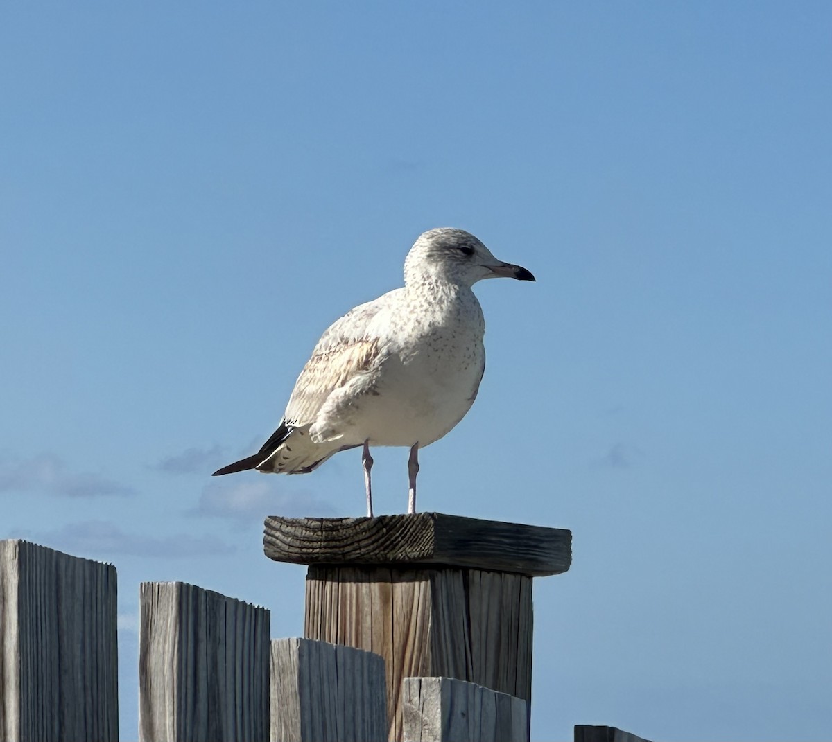 שחף עקוד-מקור - ML645766589