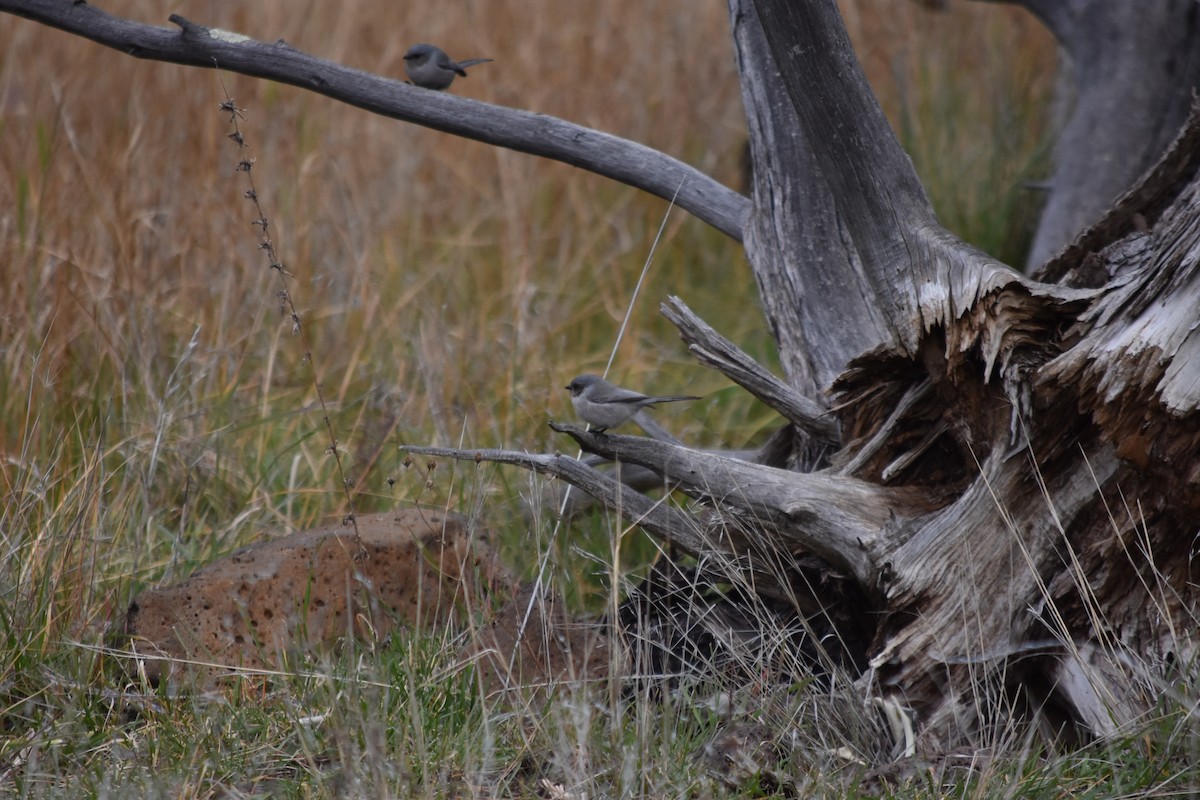 Bushtit (Interior) - ML645766590