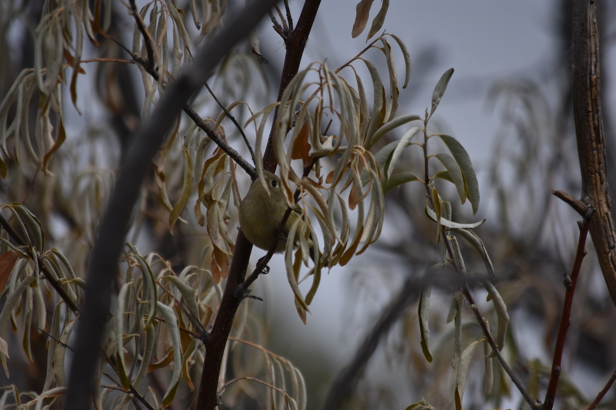 Ruby-crowned Kinglet - ML645766592