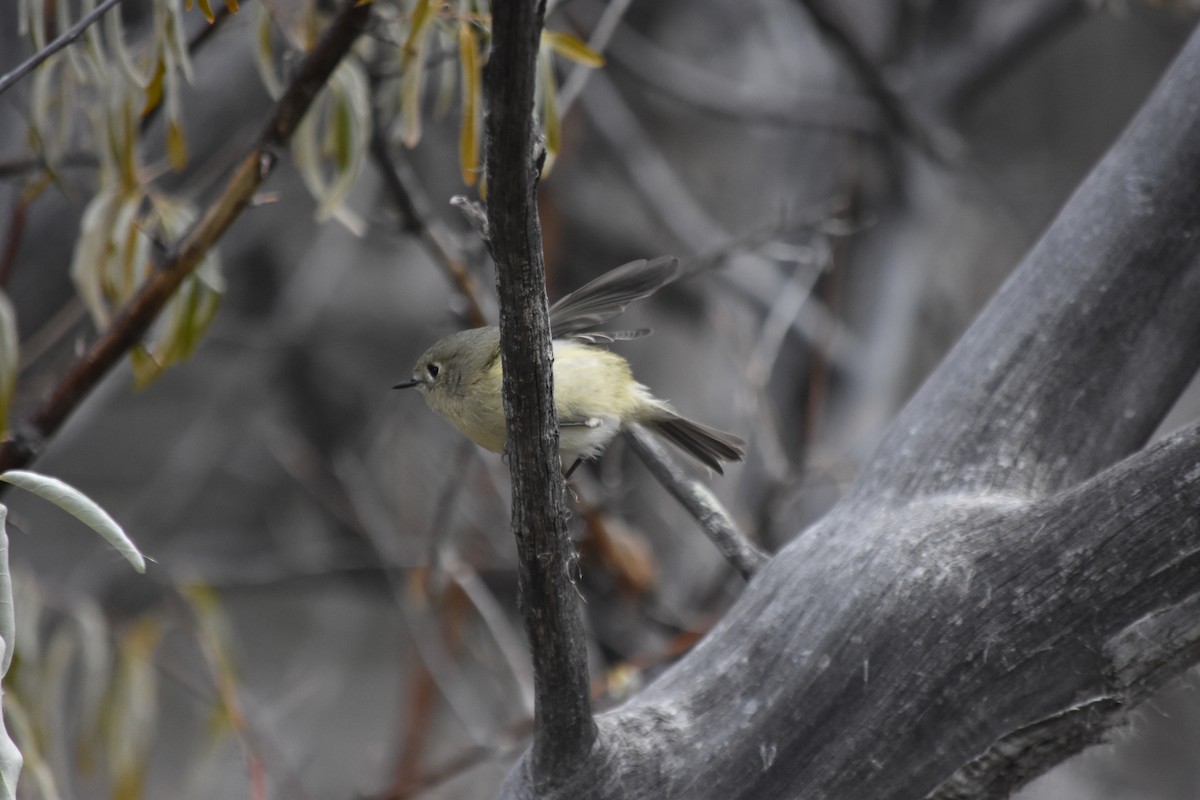 Ruby-crowned Kinglet - ML645766594