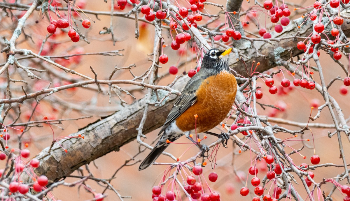 American Robin - ML645766595