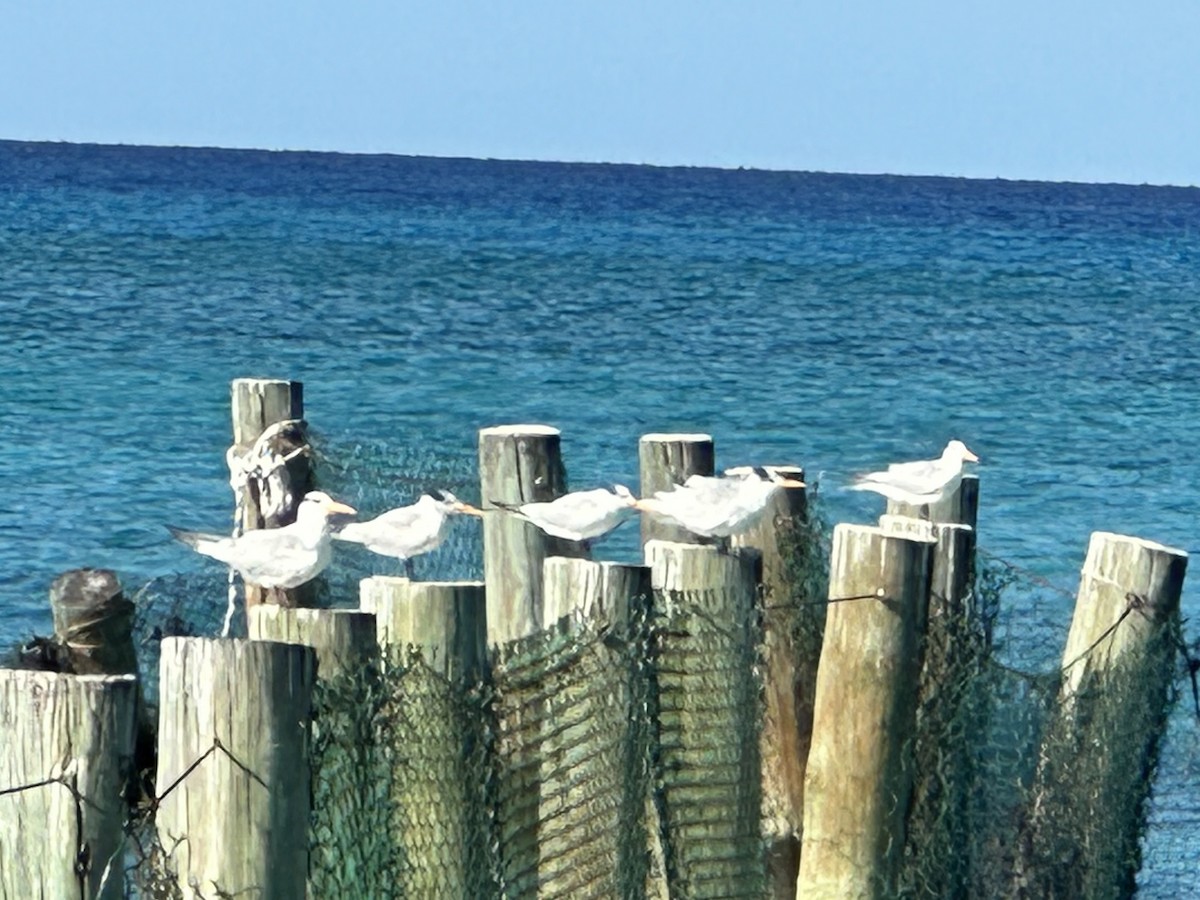 שחפית גדולה - ML645766596