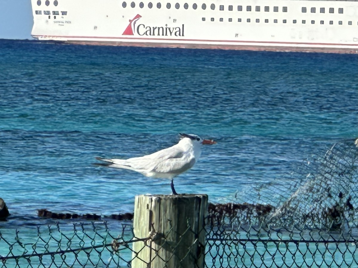 שחפית גדולה - ML645766597