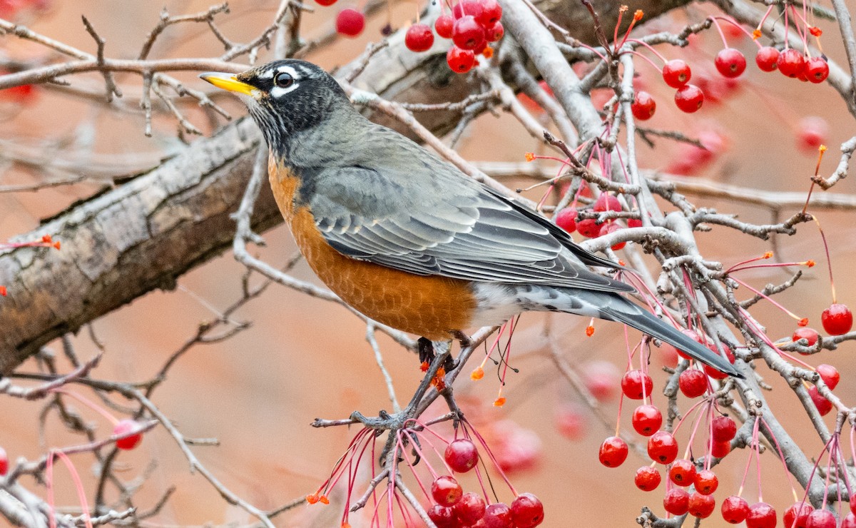 American Robin - ML645766600