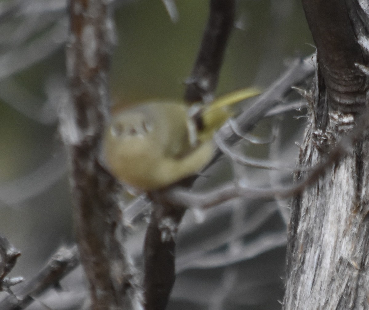 Ruby-crowned Kinglet - ML645766602