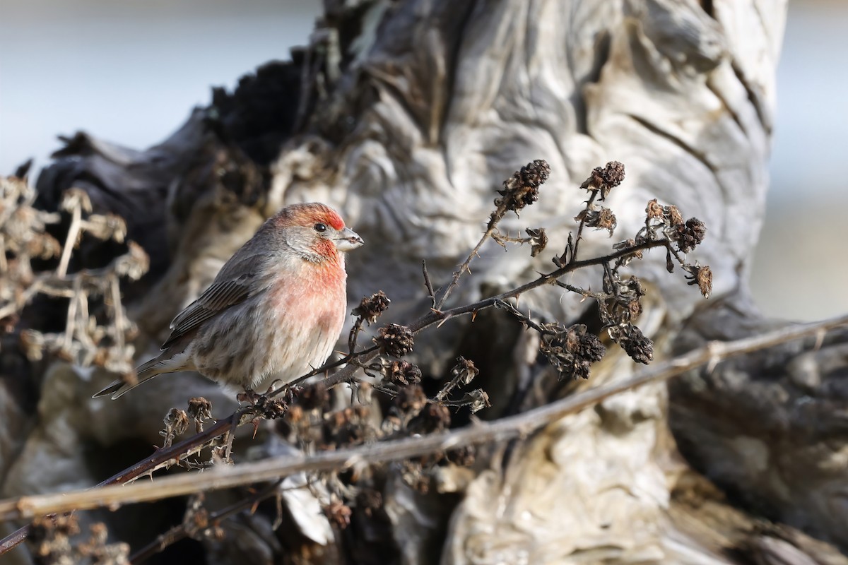 Roselin familier - ML645766607