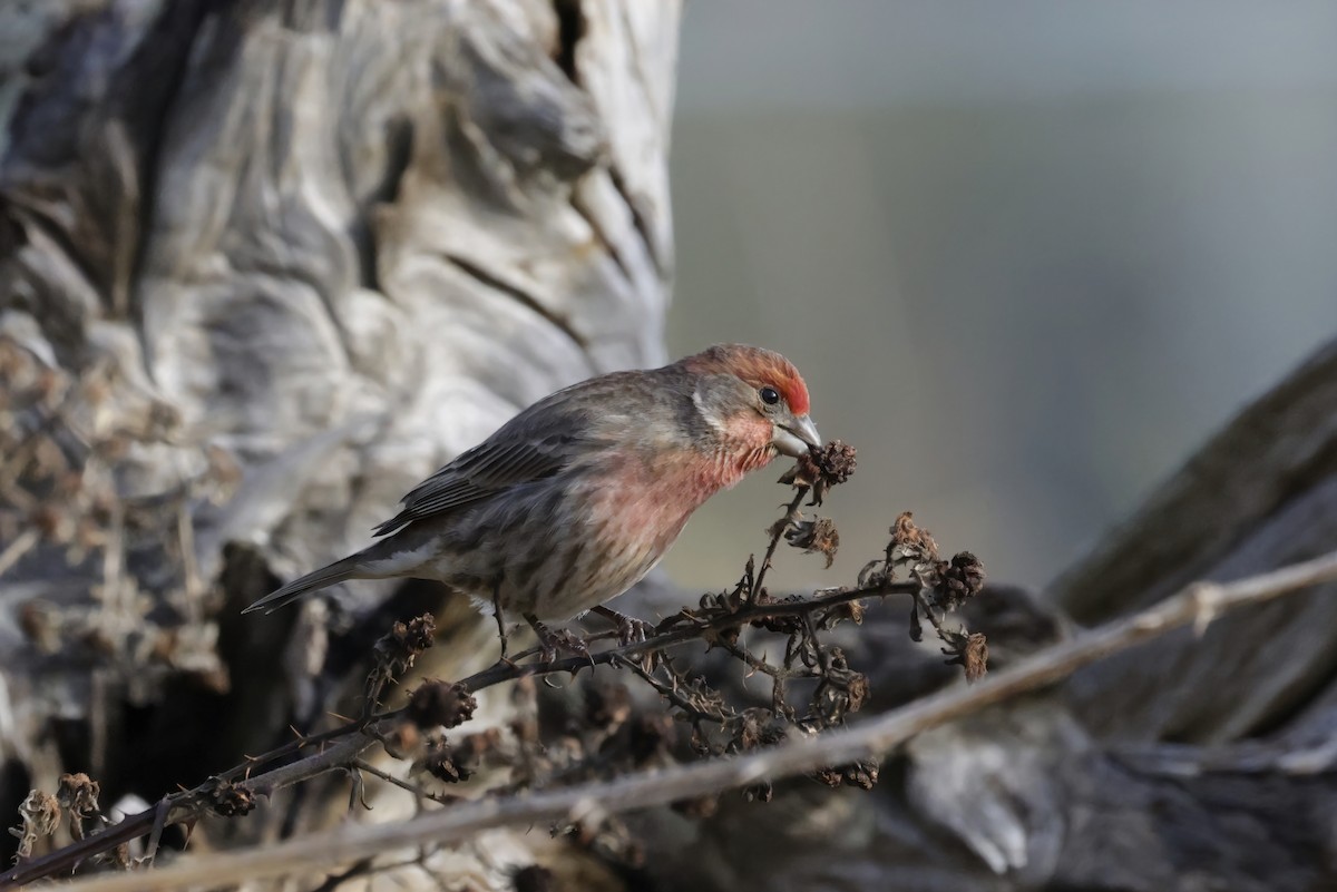 Roselin familier - ML645766608