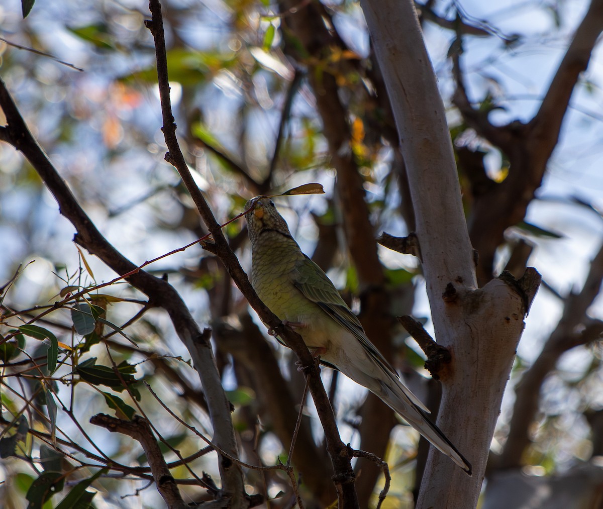 Red-rumped Parrot - ML645766609