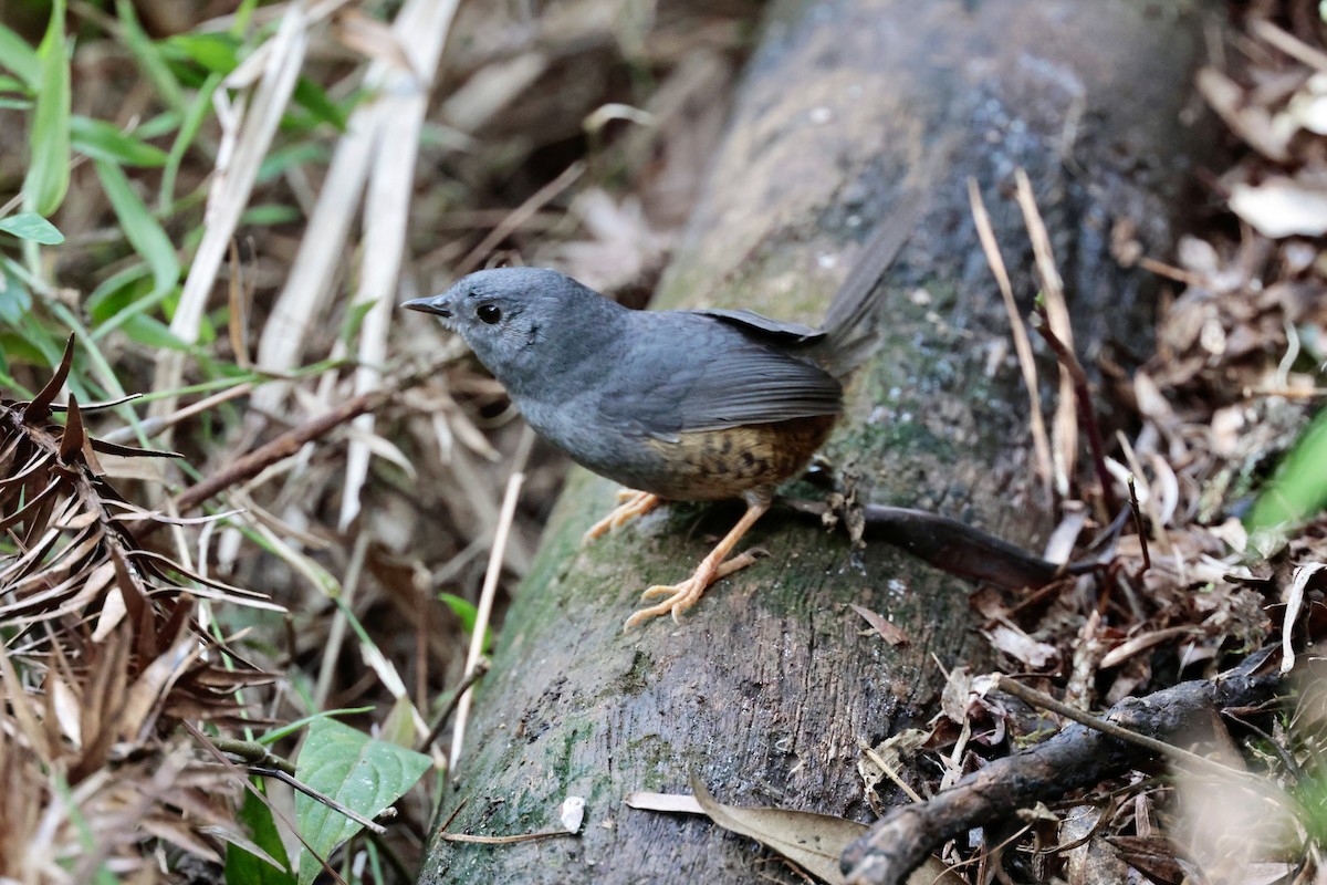 Rock Tapaculo - ML645766610