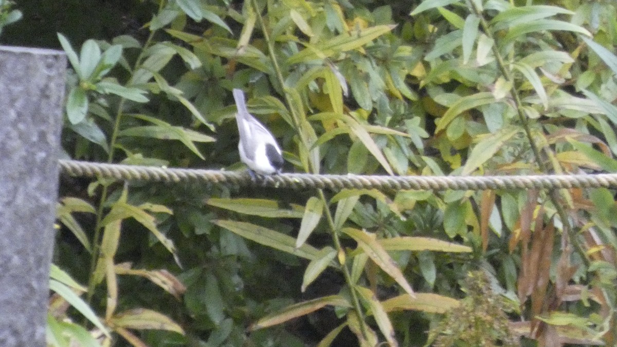 Пухляк - ML645766611