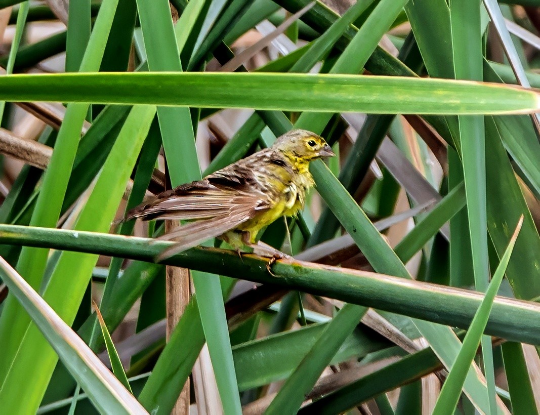 Grassland Yellow-Finch - ML645766612
