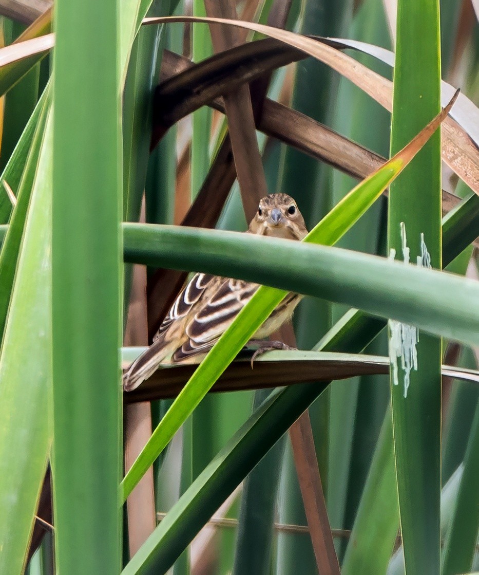 Grassland Yellow-Finch - ML645766613