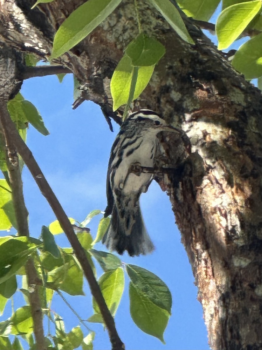 סבכון עקוד - ML645766614