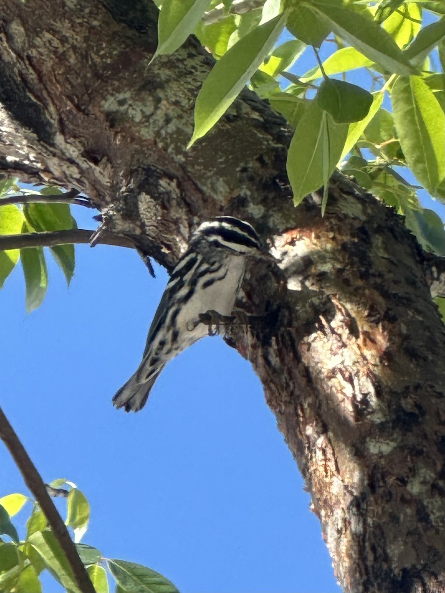 סבכון עקוד - ML645766615