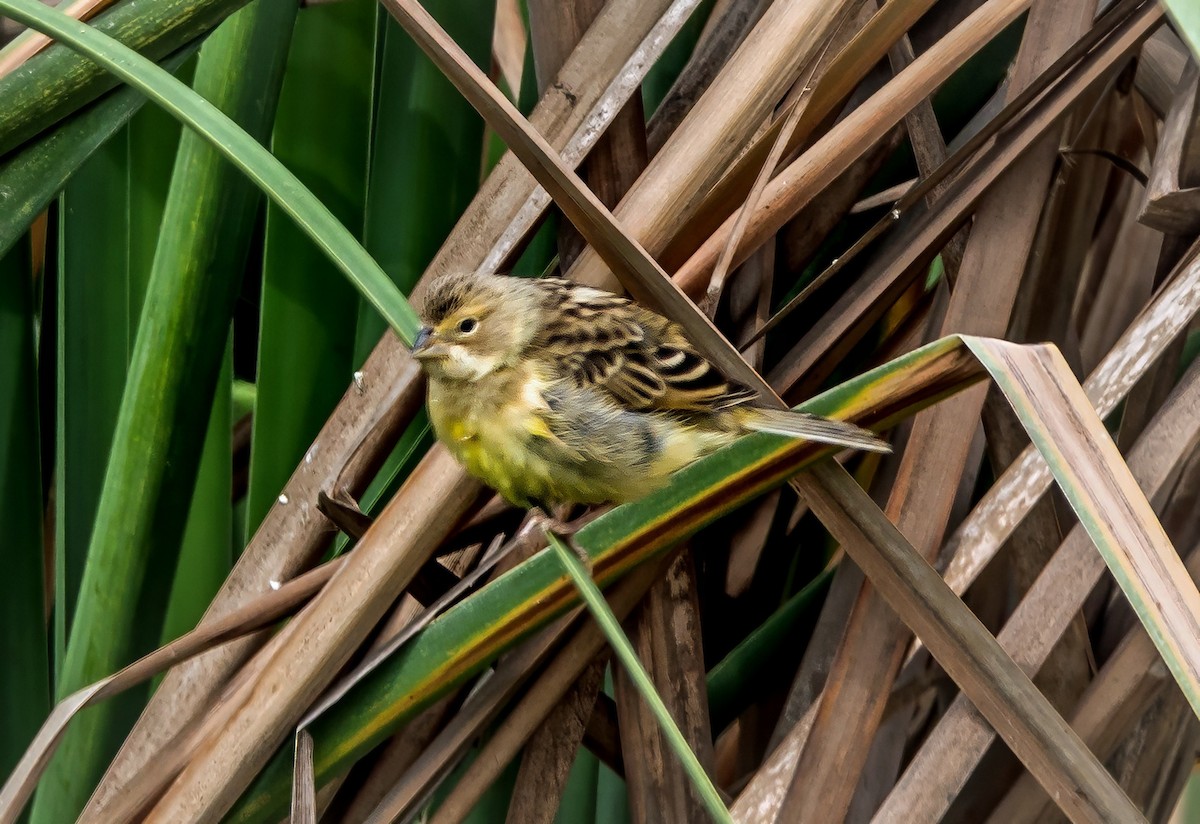 Grassland Yellow-Finch - ML645766616