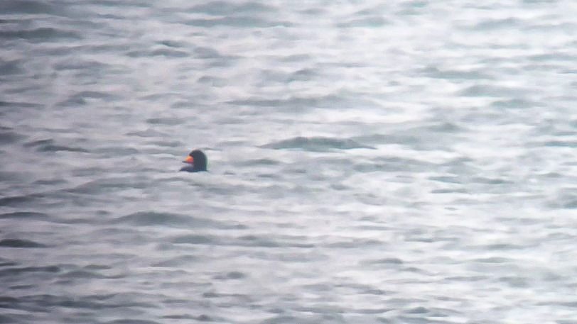 amerikasvartand - ML645766617