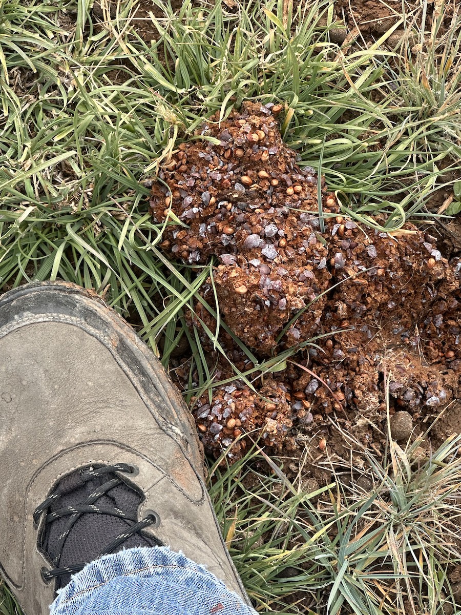 Mammals - ML645766619