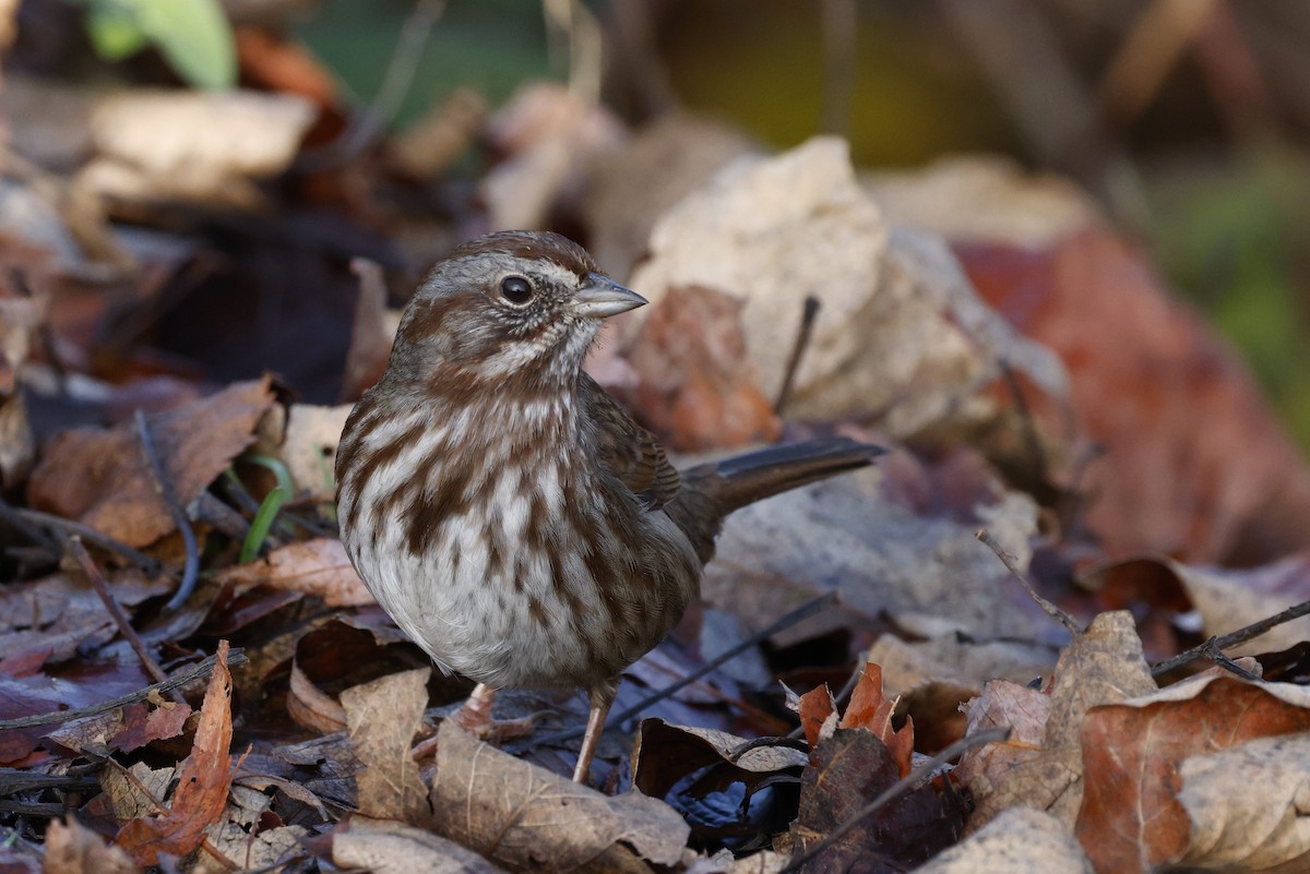 Song Sparrow - ML645766620