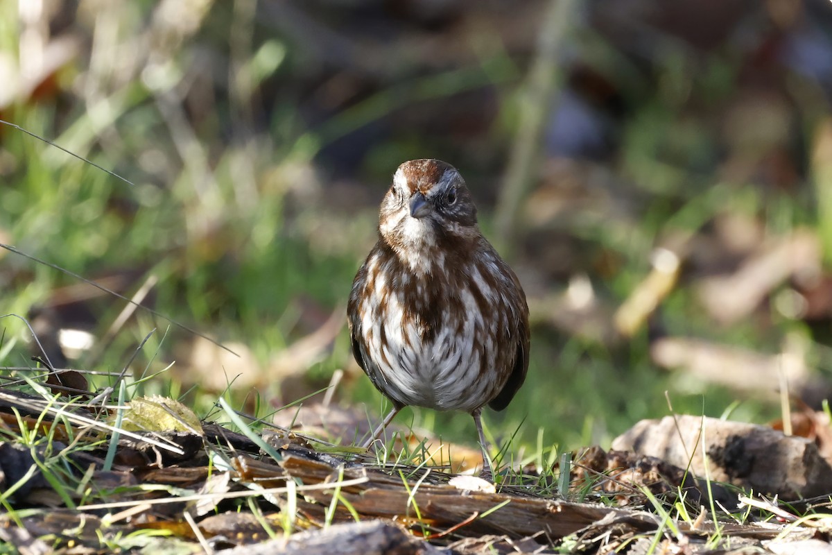 Song Sparrow - ML645766621