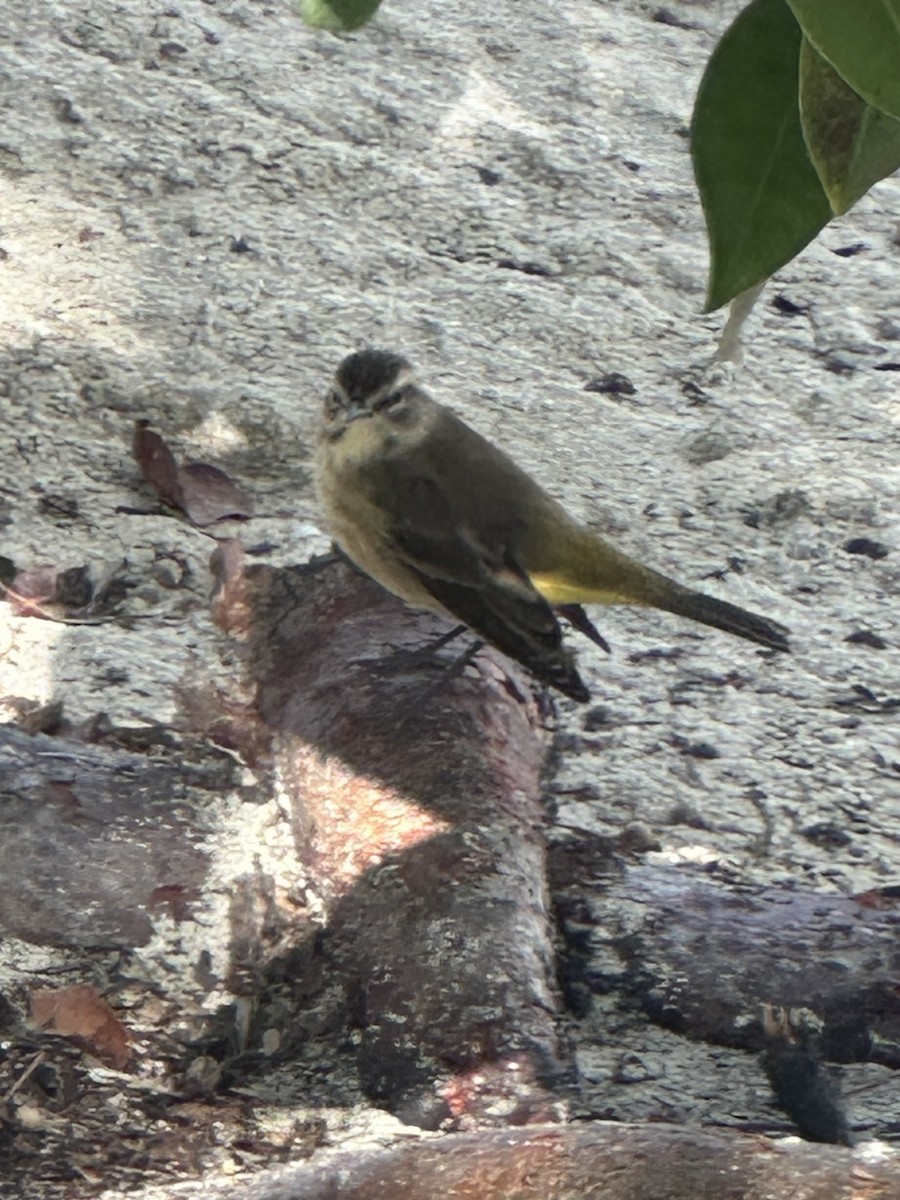 סבכון חום-כיפה - ML645766627