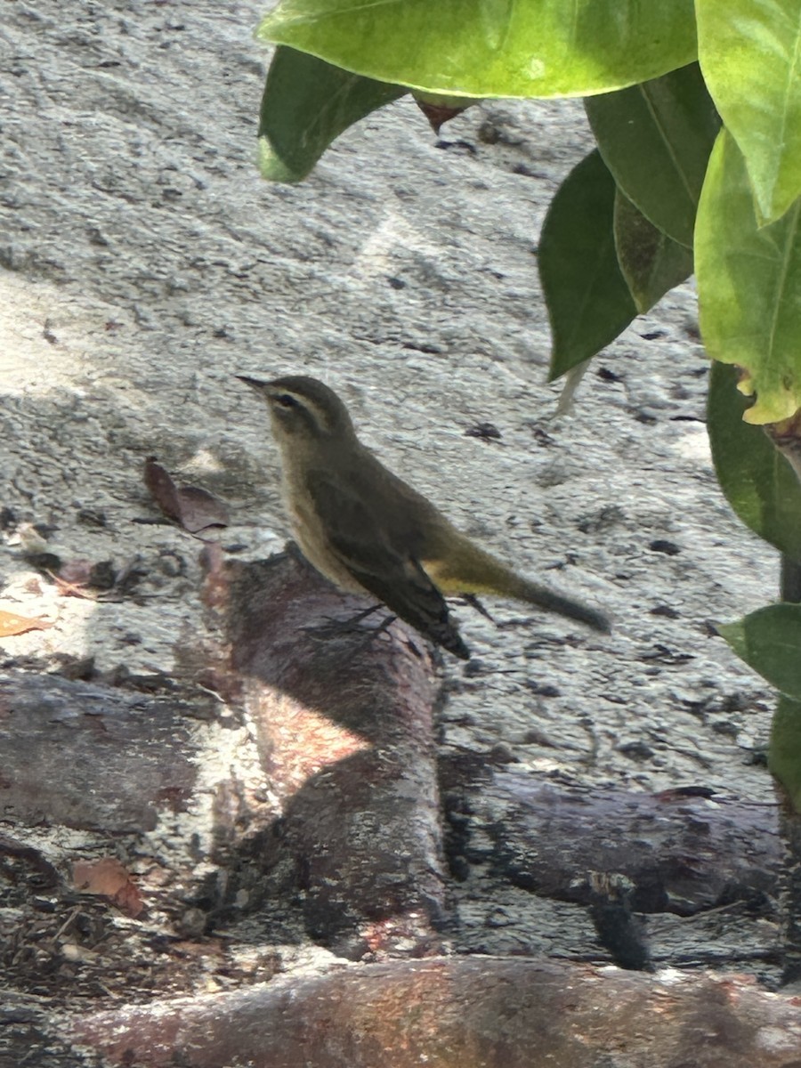 סבכון חום-כיפה - ML645766630