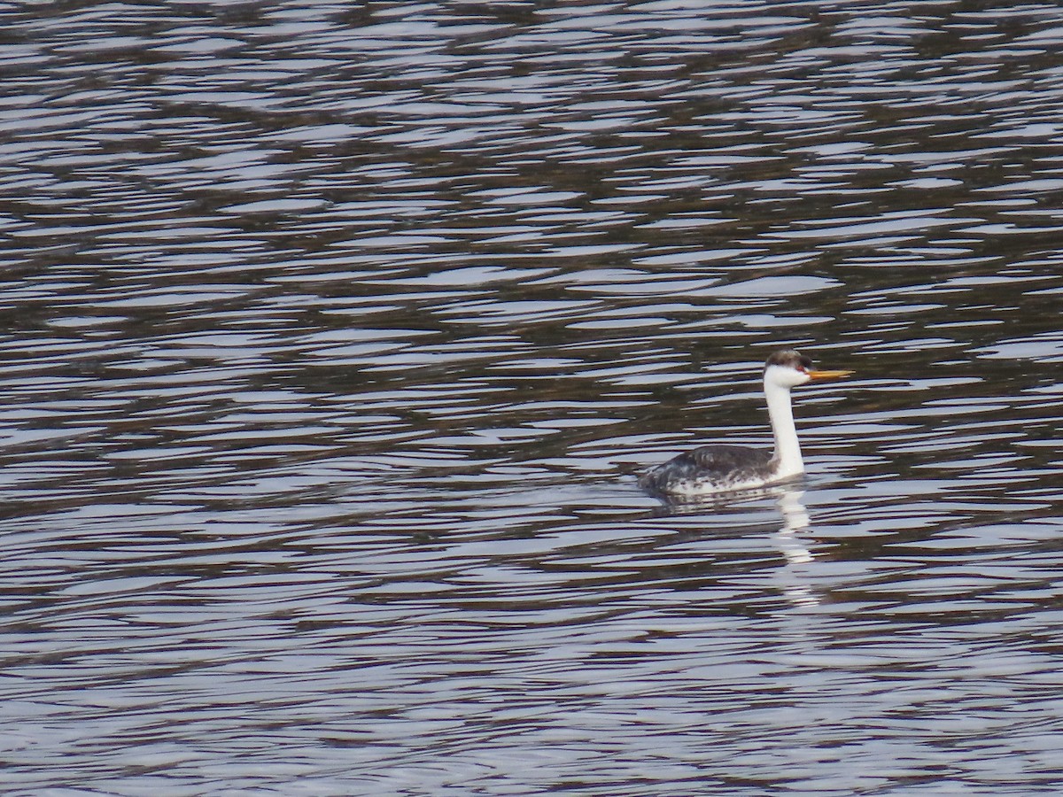 Clark's Grebe - ML645766641