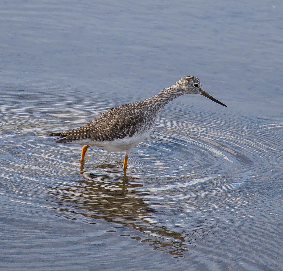 Greater Yellowlegs - ML645766643