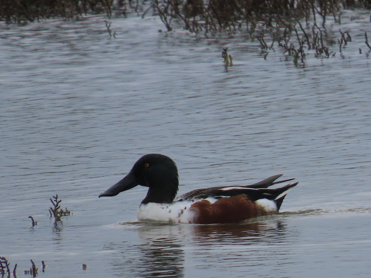 Northern Shoveler - ML645766644