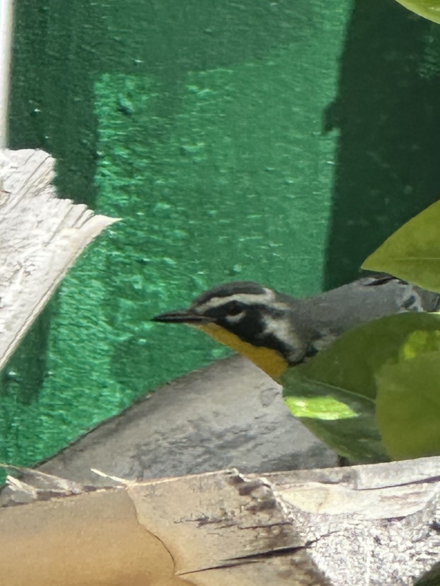 סבכון צהוב-גרון - ML645766645