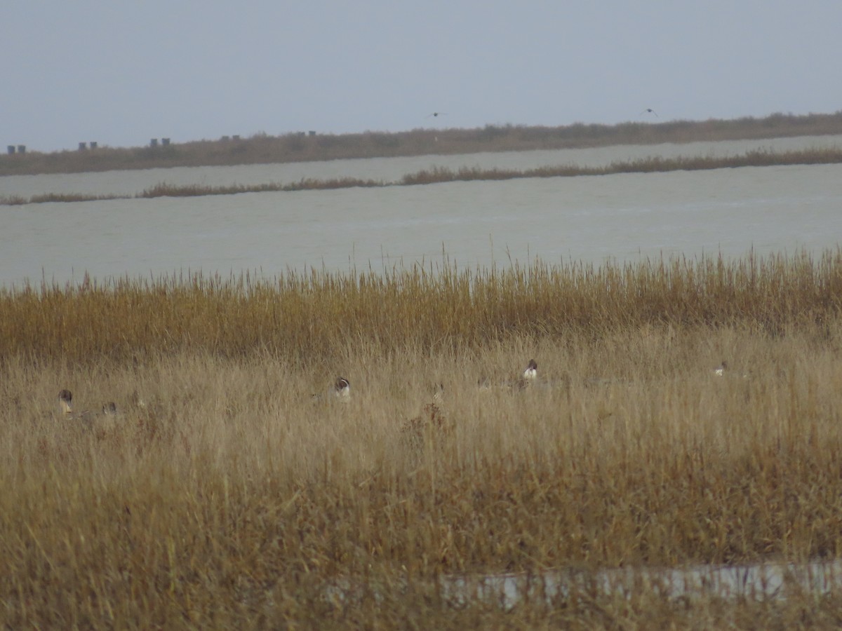 Northern Pintail - ML645766648
