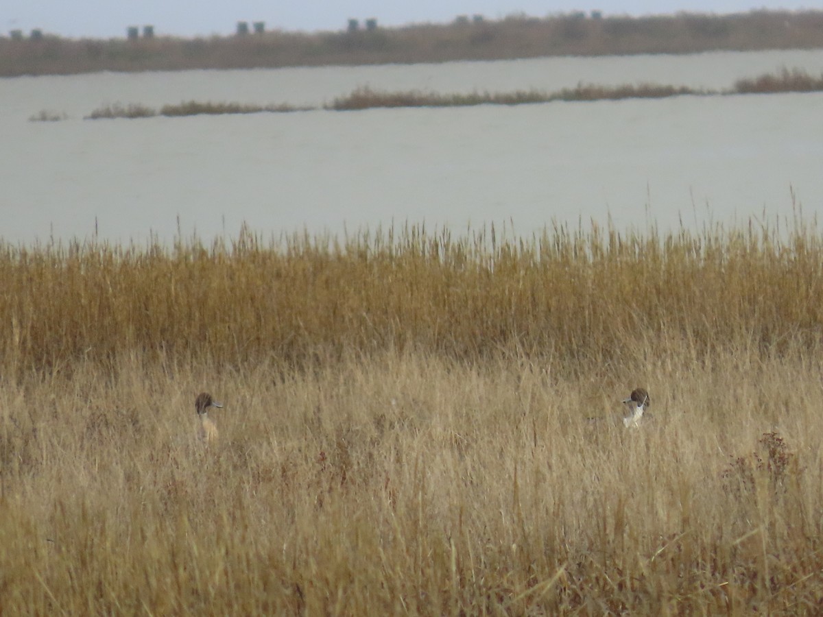 Northern Pintail - ML645766652
