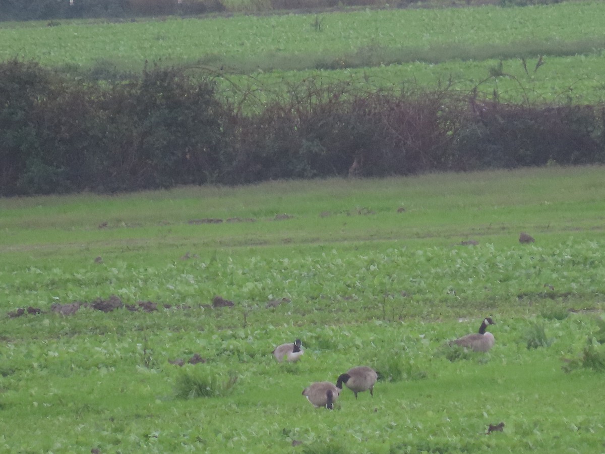 Canada Goose - ML645766662
