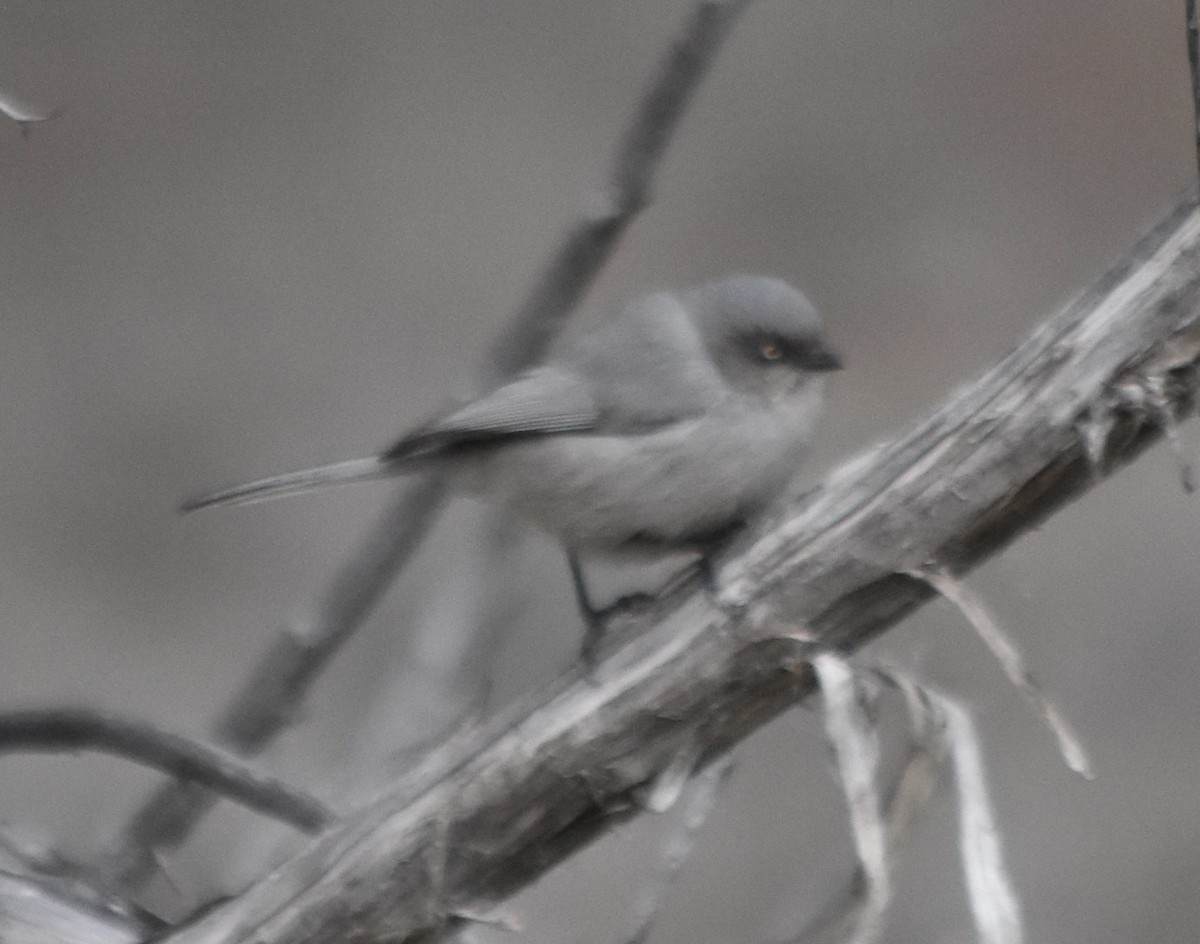 Bushtit (Interior) - ML645766663