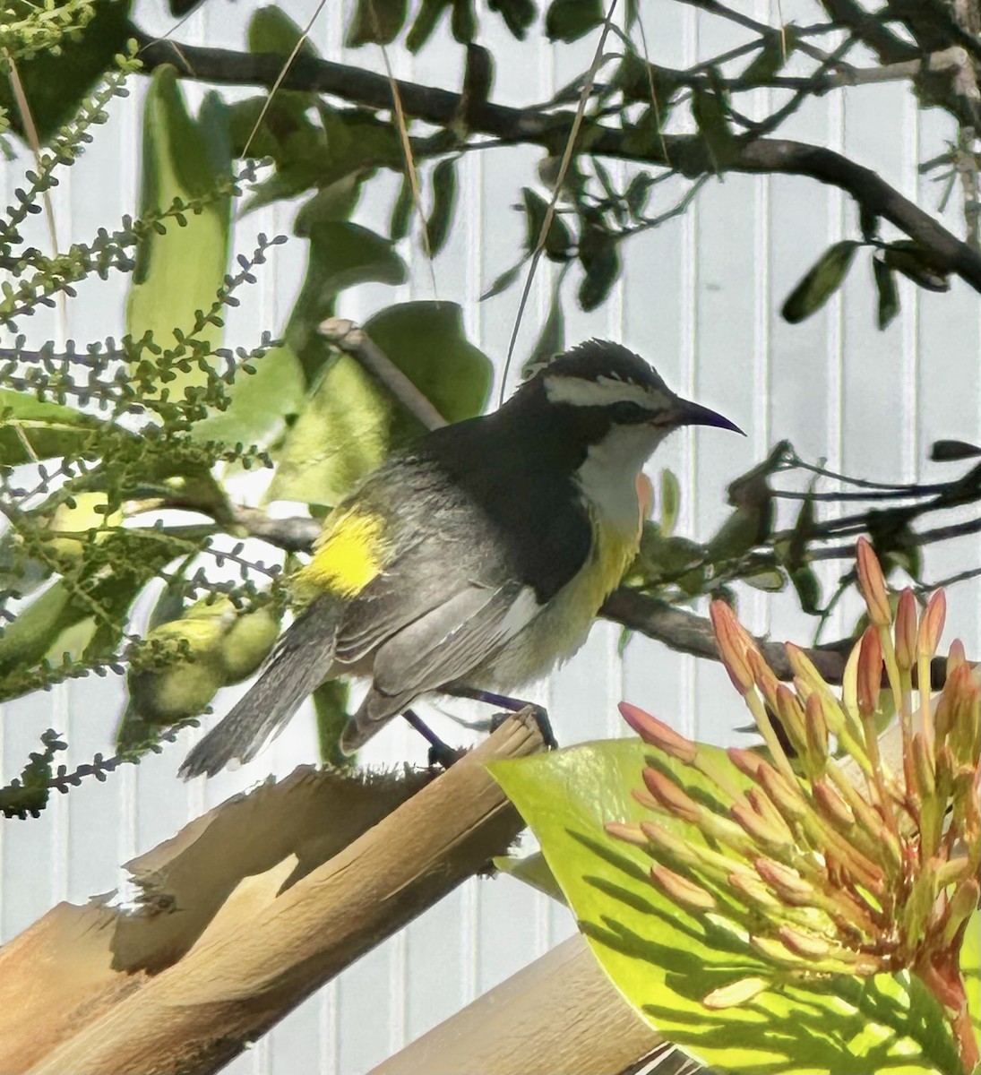 Bananaquit (Bahamas) - ML645766664
