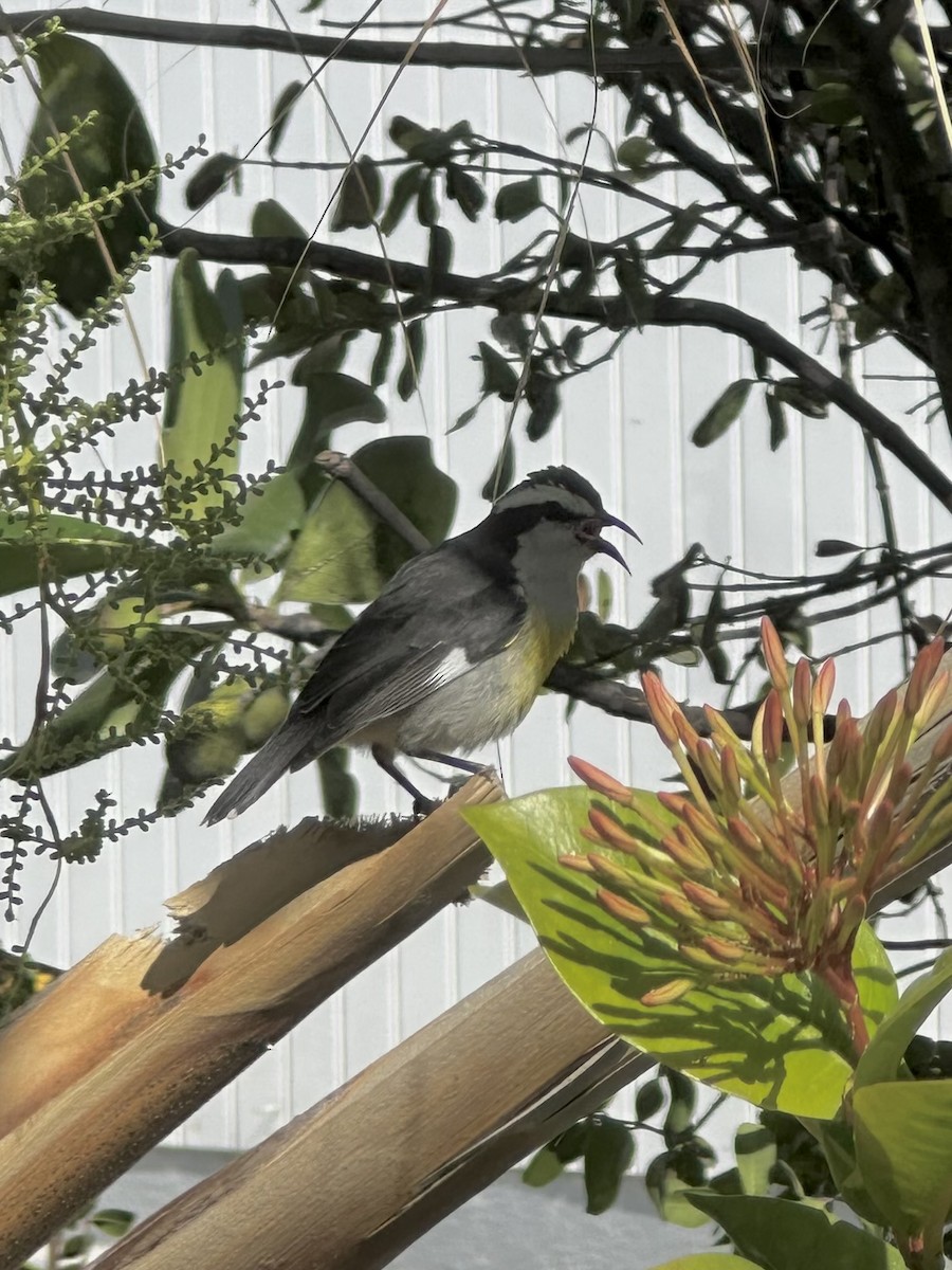 Bananaquit (Bahamas) - ML645766665