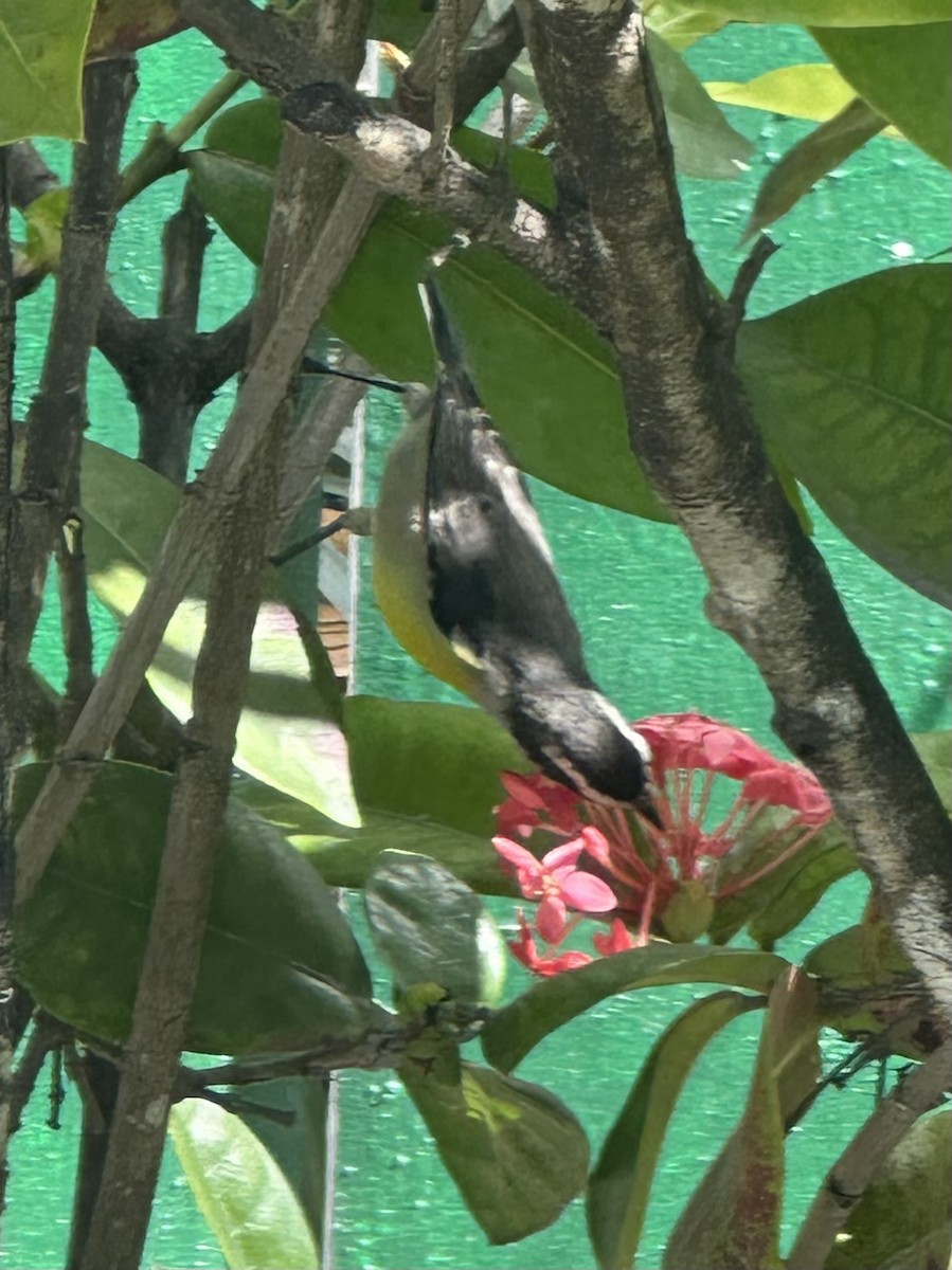Bananaquit (Bahamas) - ML645766666