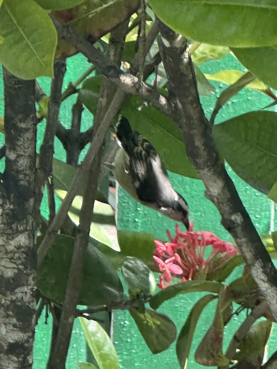 Bananaquit (Bahamas) - ML645766667