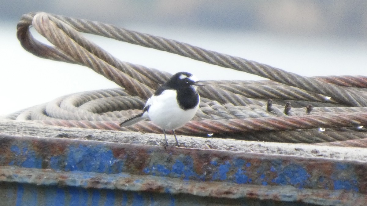 Japanese Wagtail - ML645766668