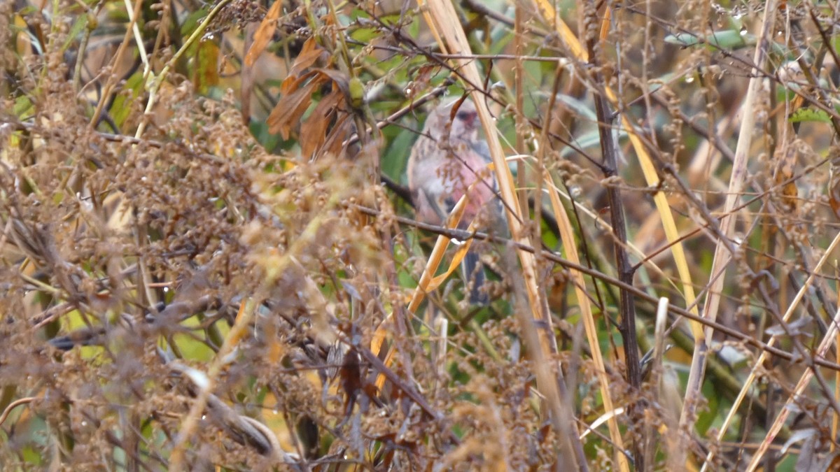 Long-tailed Rosefinch - ML645766670