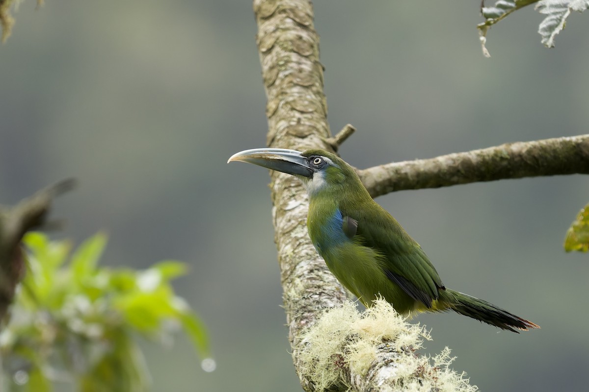 Blue-banded Toucanet - ML645766671