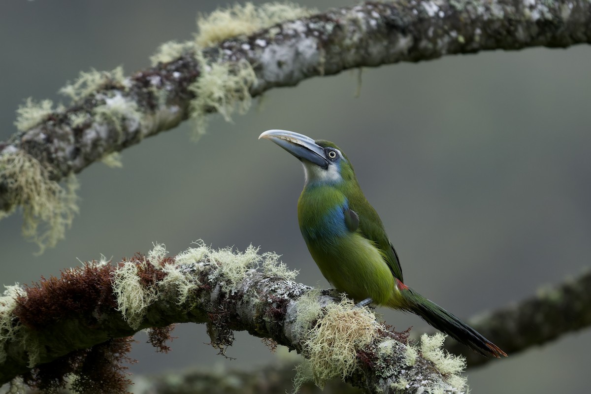 Blue-banded Toucanet - ML645766672