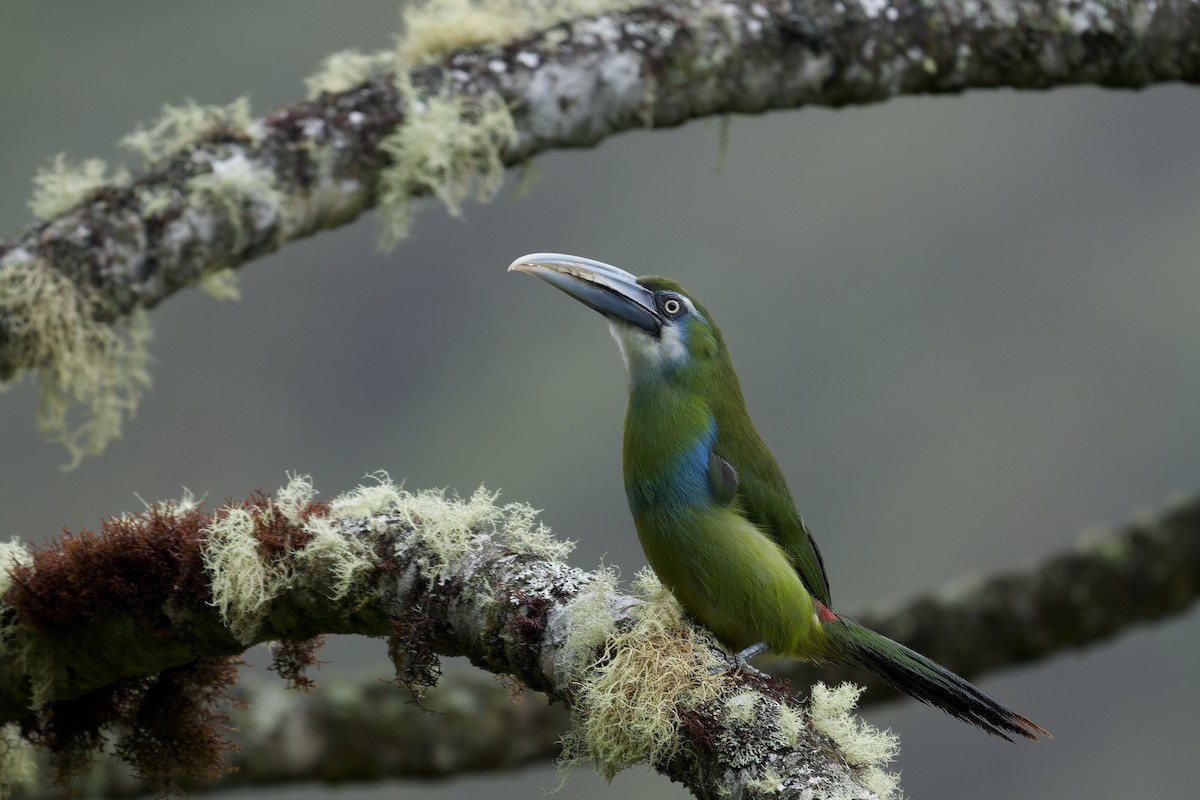 Blue-banded Toucanet - ML645766673