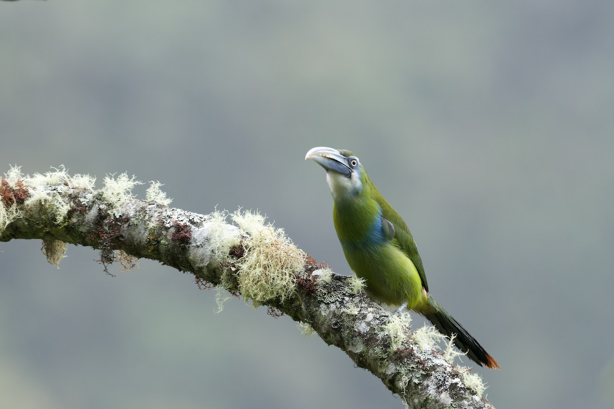 Blue-banded Toucanet - ML645766674