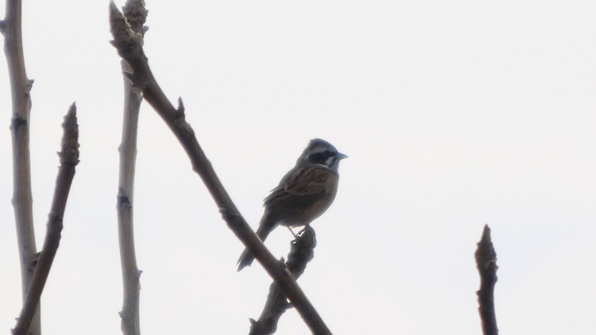 Meadow Bunting - ML645766683