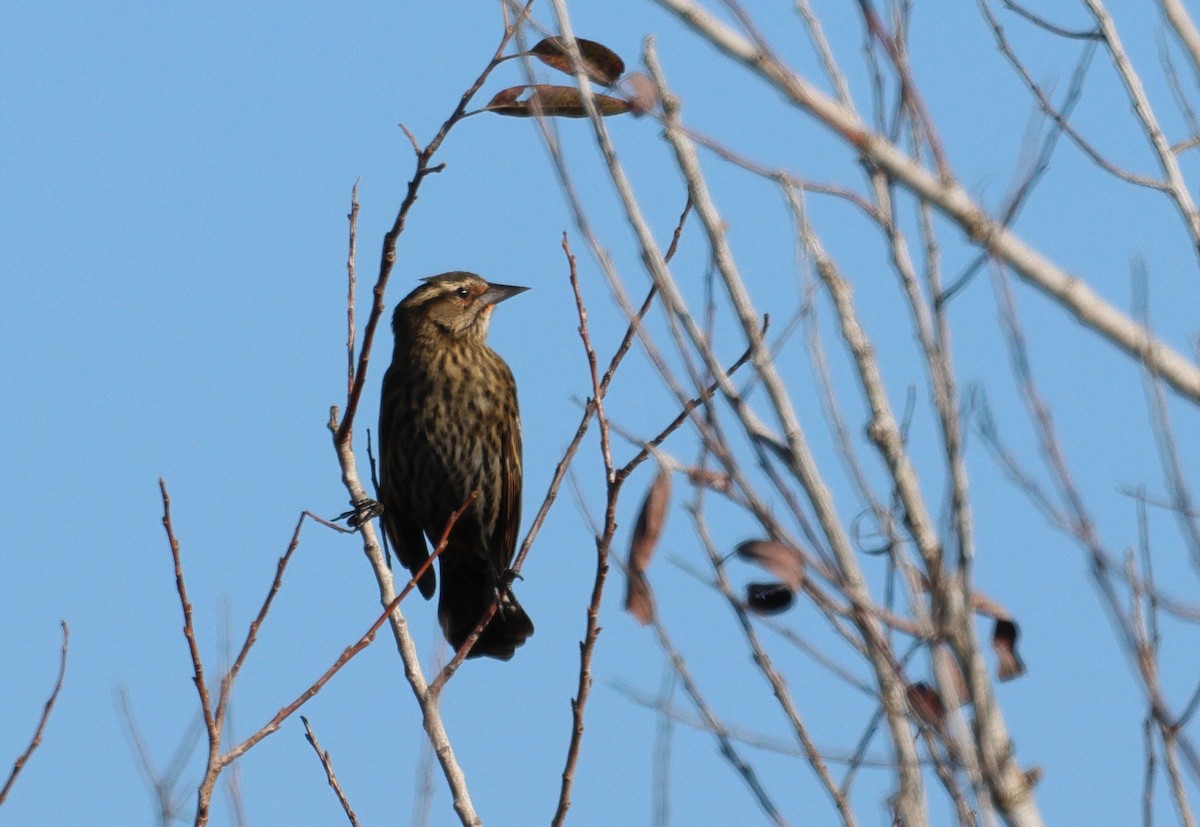 Red-winged Blackbird - ML645766691