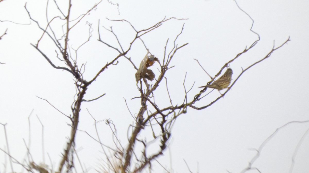 Masked Bunting - ML645766697