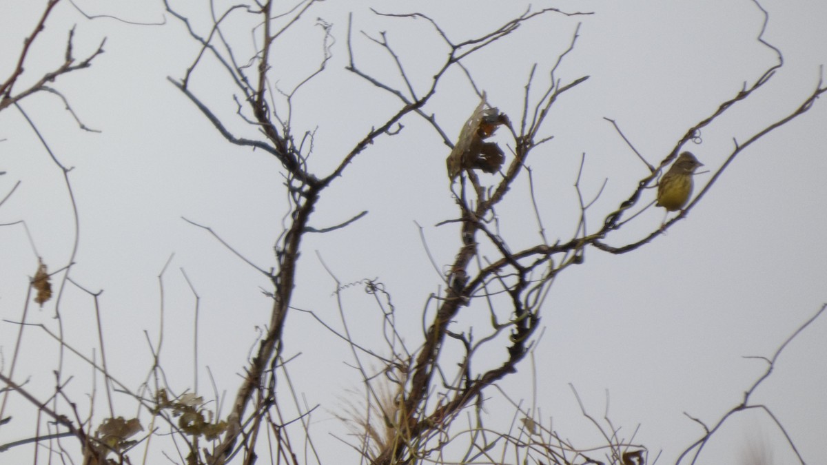 Masked Bunting - ML645766698