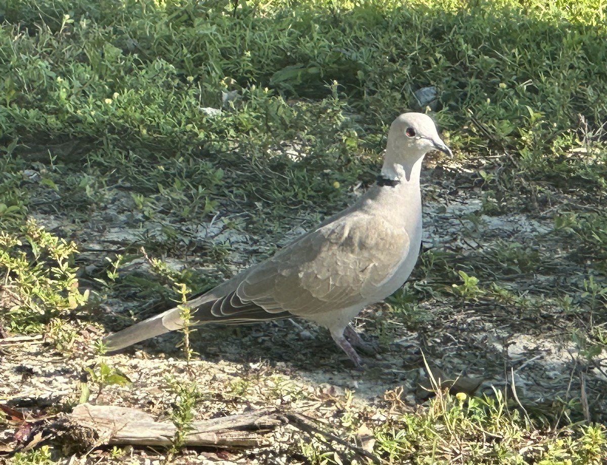 תור צווארון - ML645766705