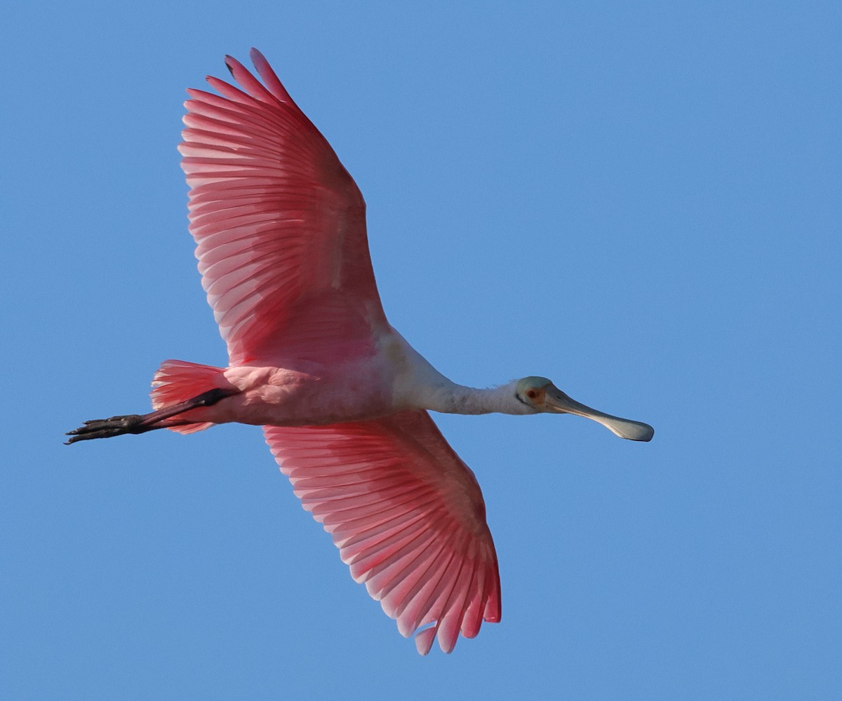 Roseate Spoonbill - ML645766706