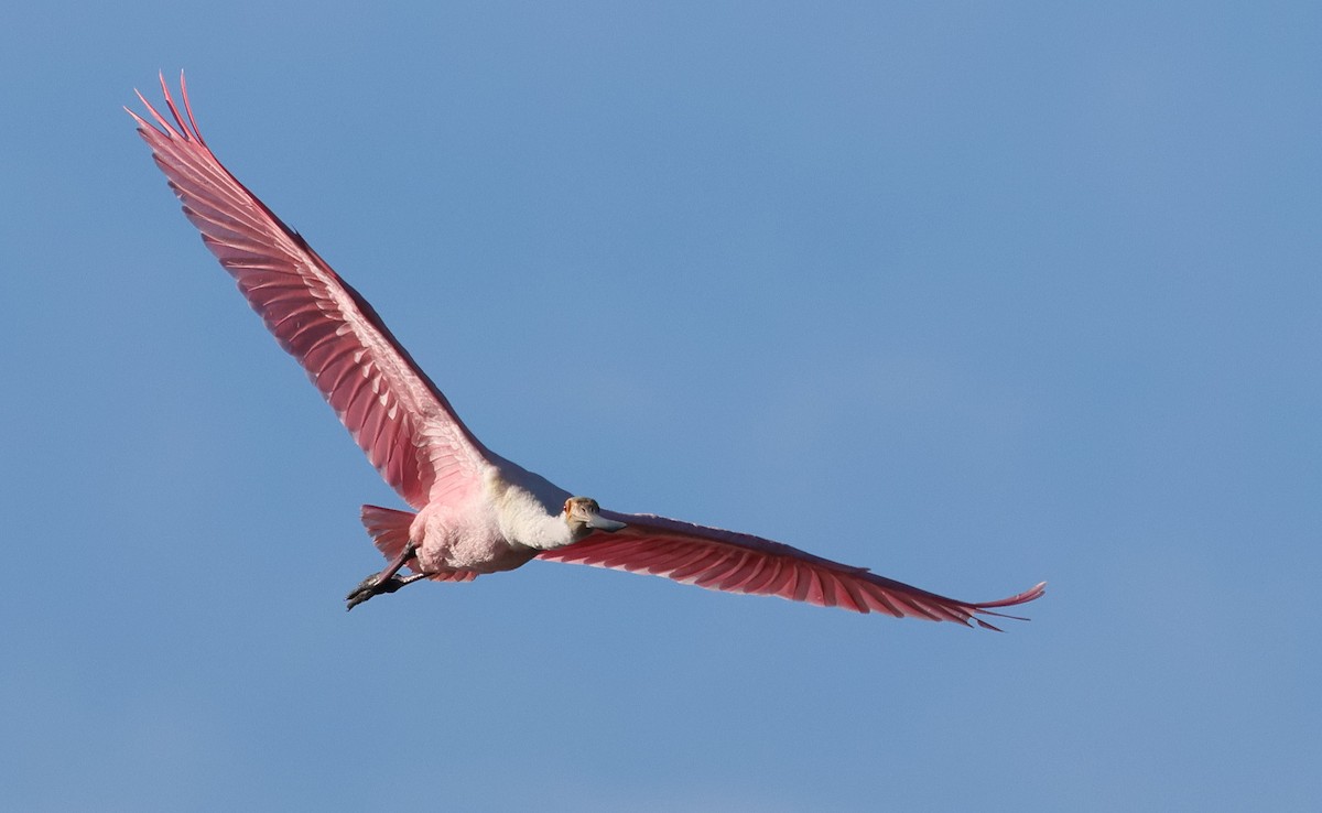 Roseate Spoonbill - ML645766708